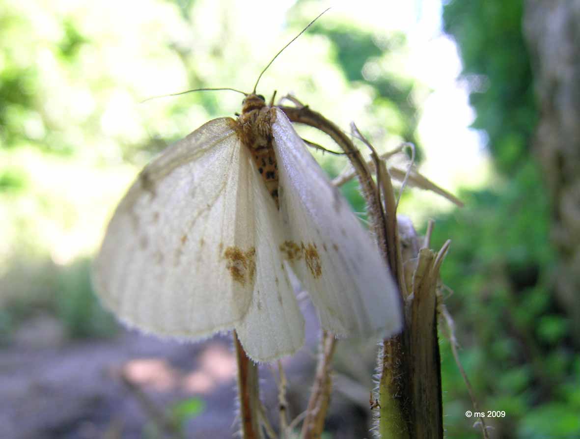 ID farfalla - Abraxas (Calospilos) pantaria, Geometridae